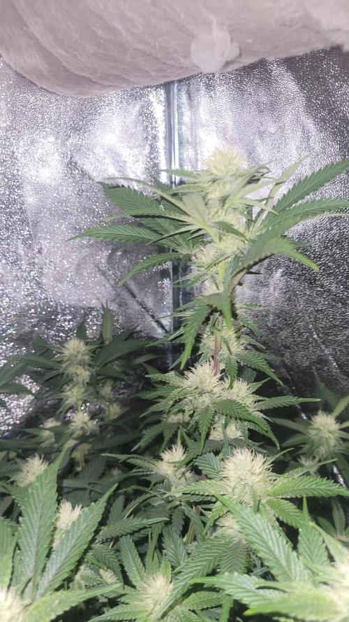 Zurple punch BX Calo_ZZ cut. Week 7