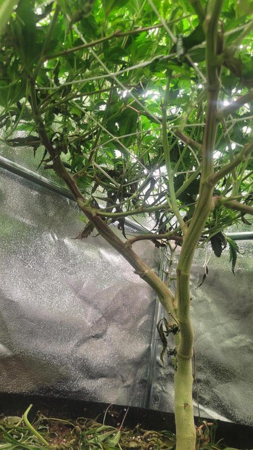 Zurple punch BX Calo_ZZ cut. Week 7