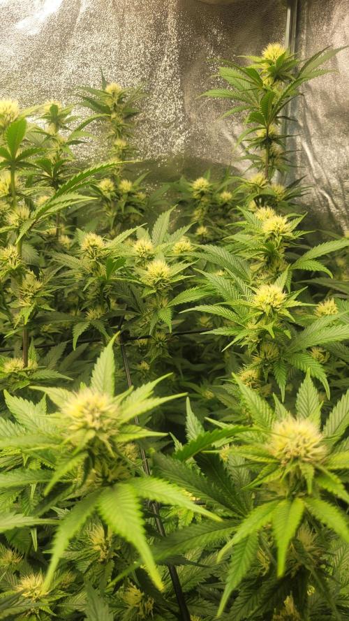 Zurple punch BX Calo_ZZ cut. Week 7