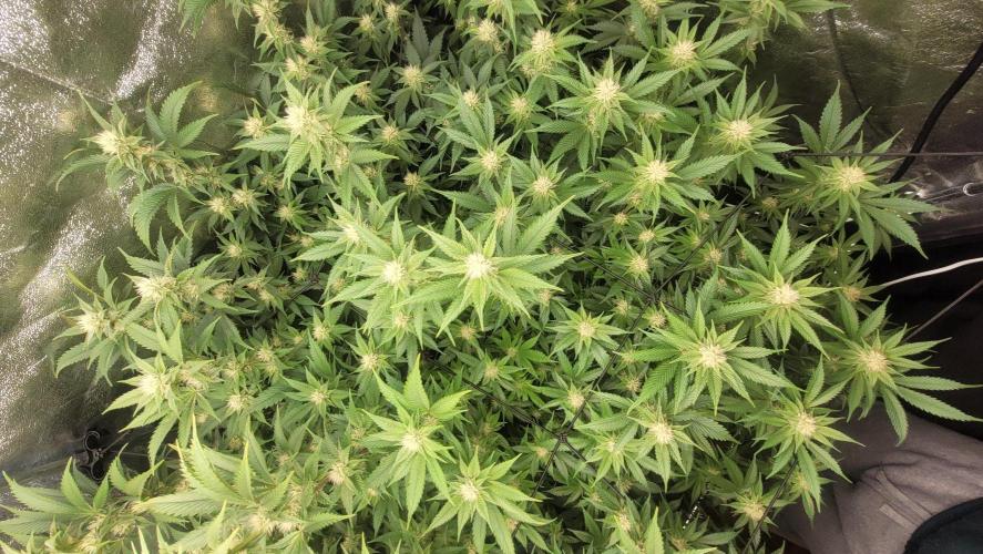 Zurple punch BX Calo_ZZ cut. Week 7