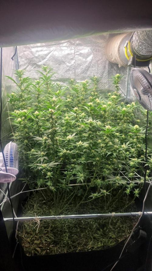 Zurple punch BX Calo_ZZ cut. Week 7