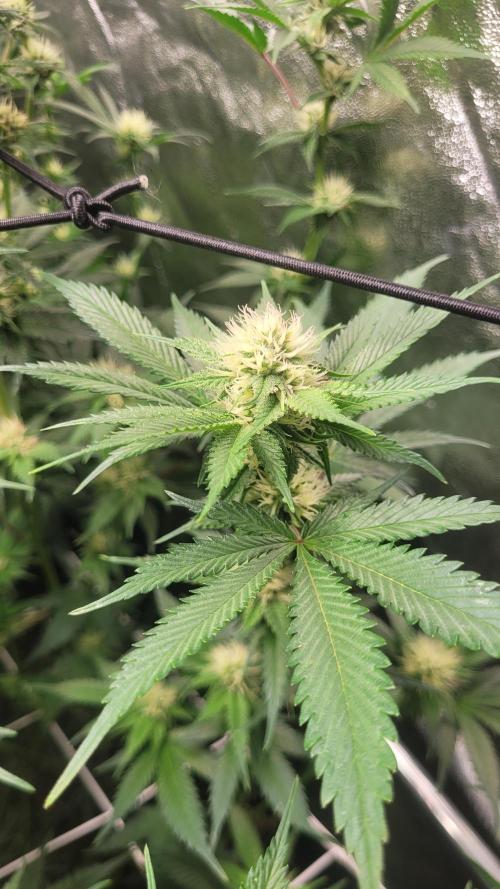 Zurple punch BX Calo_ZZ cut. Week 7