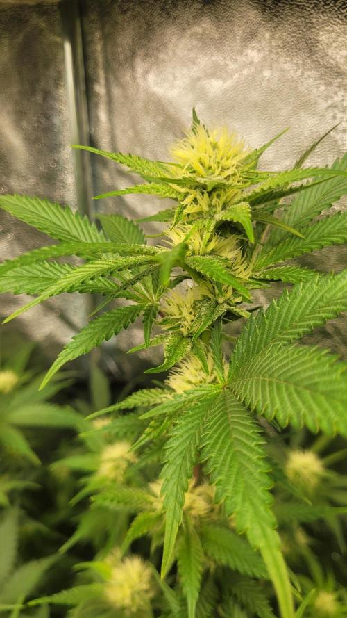 Zurple punch BX Calo_ZZ cut. Week 7