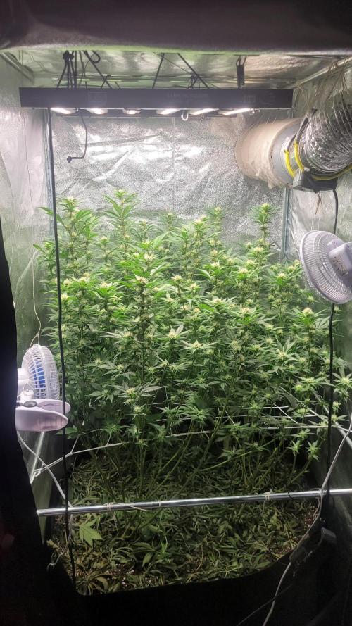 Zurple punch BX Calo_ZZ cut. Week 7