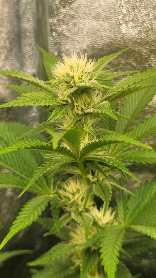 Zurple punch BX Calo_ZZ cut. Week 7