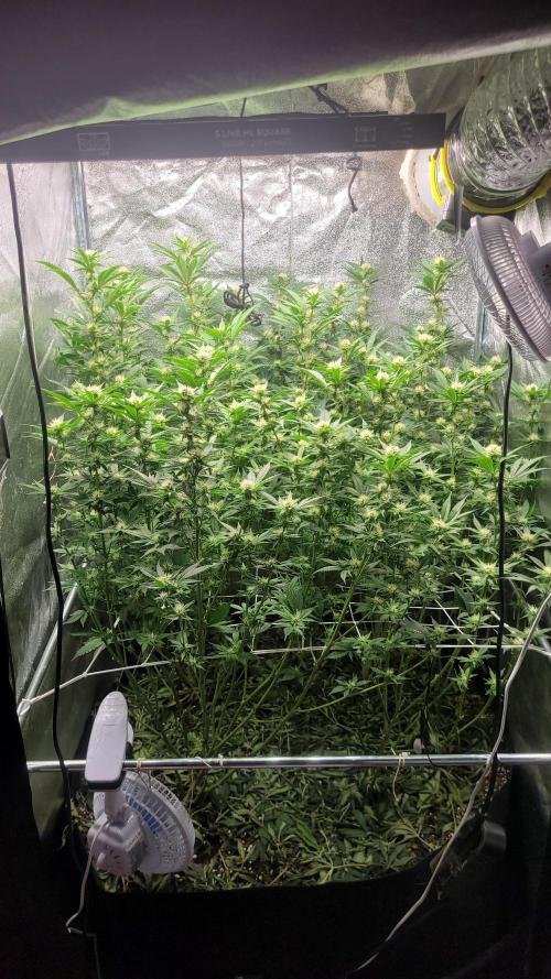 Zurple punch BX Calo_ZZ cut. Week 7