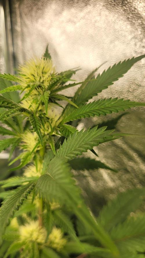 Zurple punch BX Calo_ZZ cut. Week 7