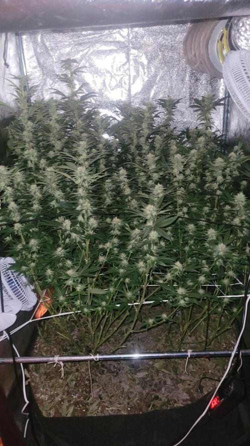 Zurple punch BX CaloZ cut. Week 8