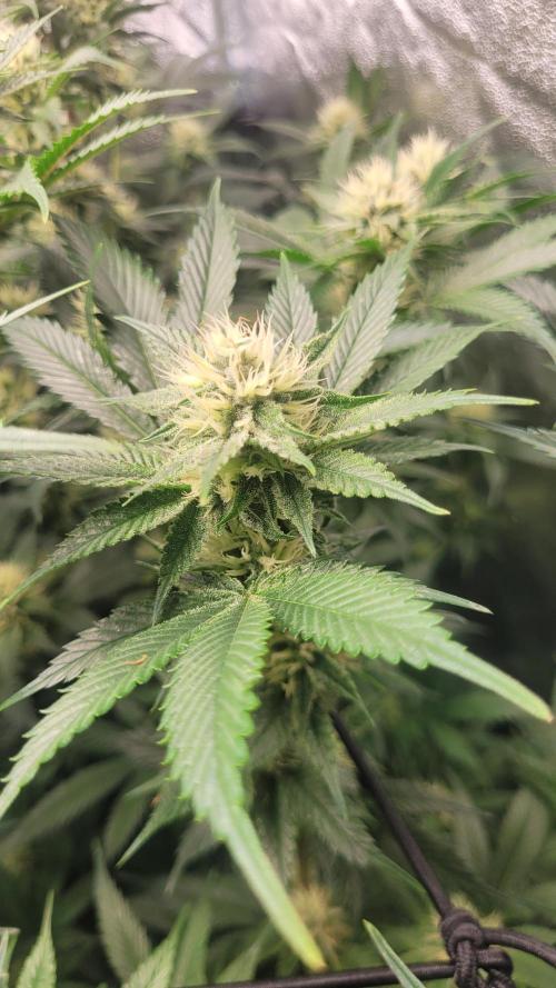 Zurple punch BX CaloZ cut. Week 8