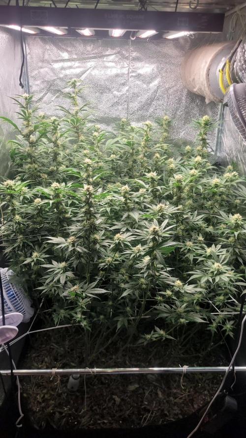 Zurple punch BX CaloZ cut. Week 8