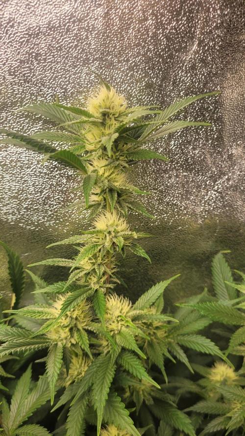 Zurple punch BX CaloZ cut. Week 8