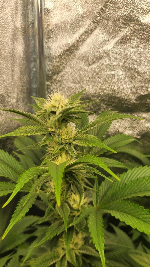 Zurple punch BX CaloZ cut. Week 8