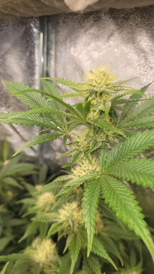 Zurple punch BX CaloZ cut. Week 8