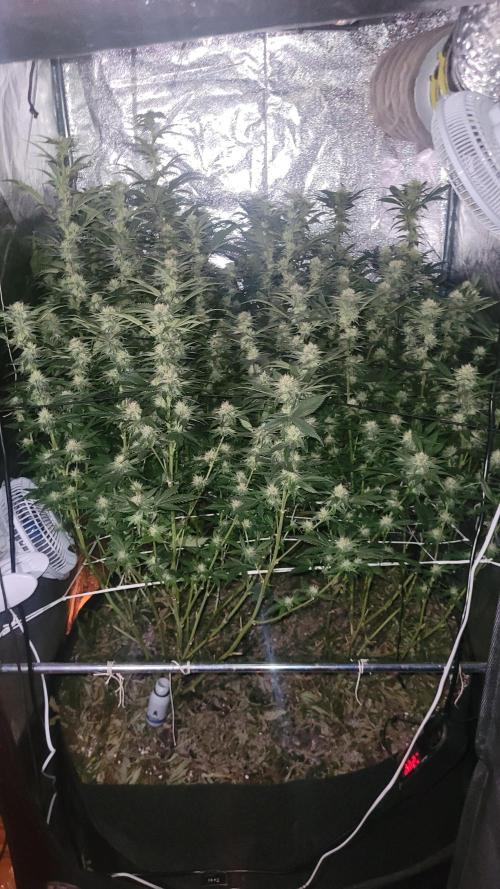 Zurple punch BX CaloZ cut. Week 8