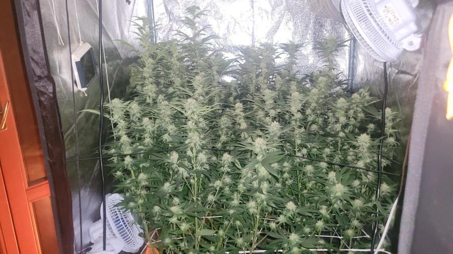 Zurple punch BX CaloZ cut. Week 8