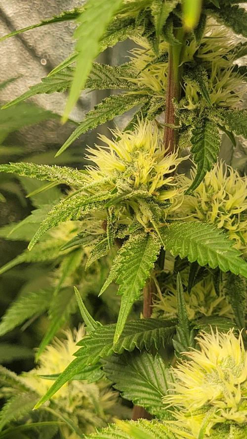 Zurple punch BX CaloZ cut. Week 8