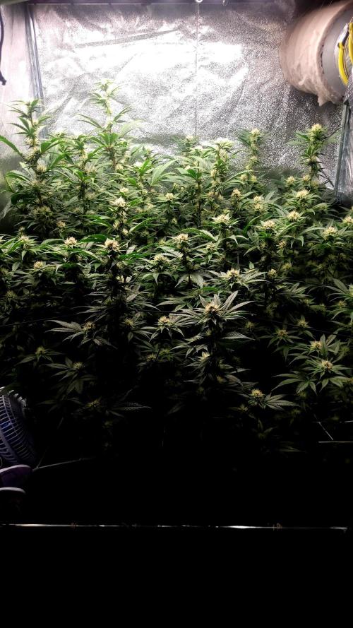 Zurple punch BX CaloZ cut. Week 8