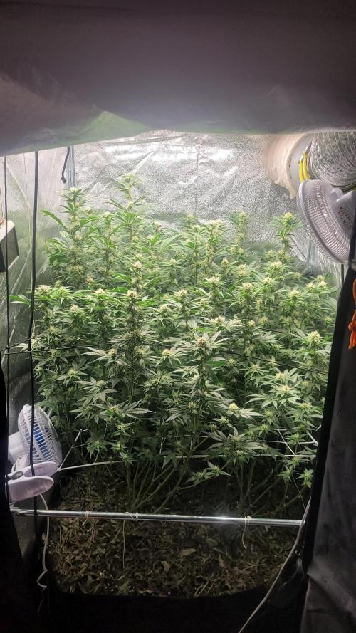 Zurple punch BX CaloZ cut. Week 8