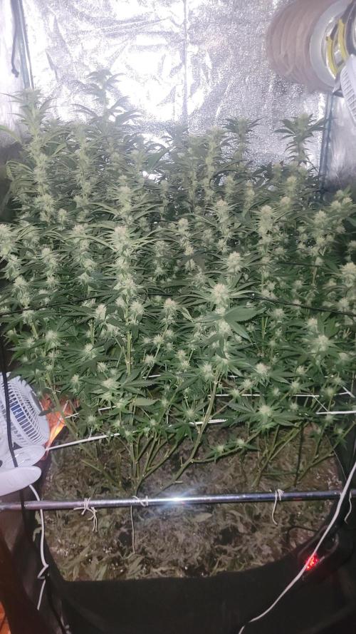 Zurple punch BX CaloZ cut. Week 8