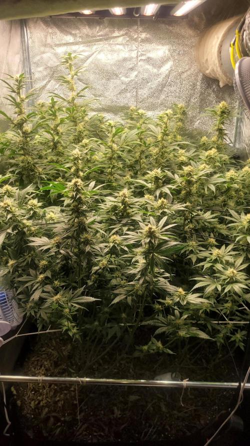 Zurple punch BX CaloZ cut. Week 8