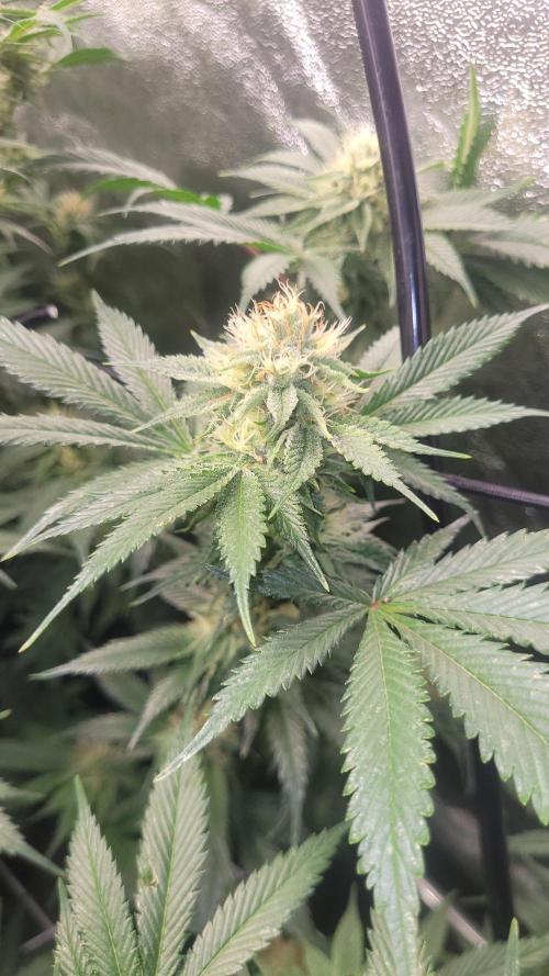 Zurple punch BX CaloZ cut. Week 8