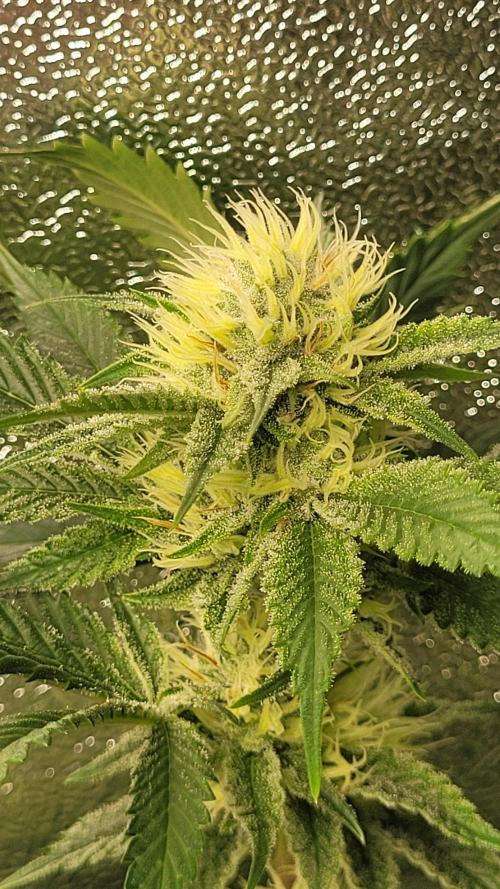 Zurple punch BX CaloZ cut. Week 8