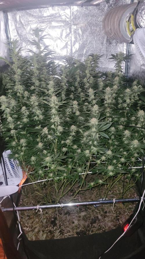 Zurple punch BX CaloZ cut. Week 8