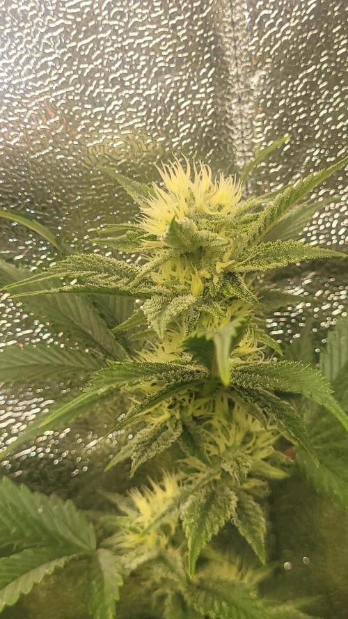 Zurple punch BX CaloZ cut. Week 8