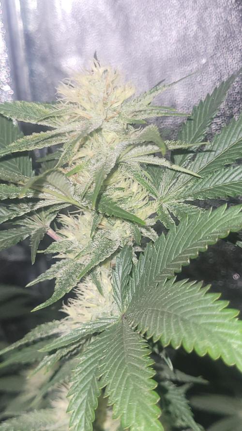 Zurple punch BX CaloZ cut. Week 8