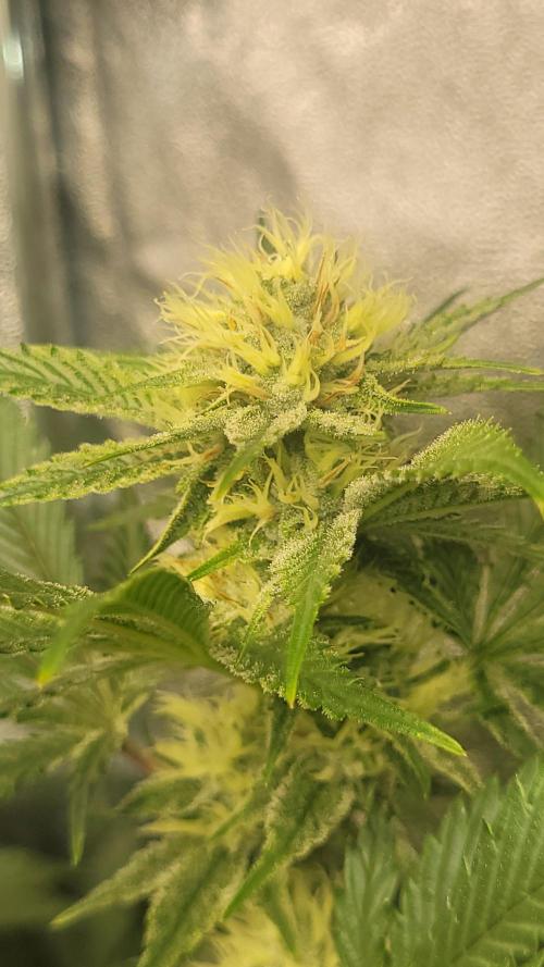 Zurple punch BX CaloZ cut. Week 8