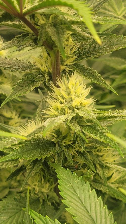 Zurple punch BX CaloZ cut. Week 8