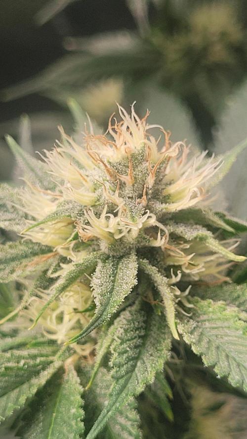 Zurple punch BX CaloZ cut. Week 8