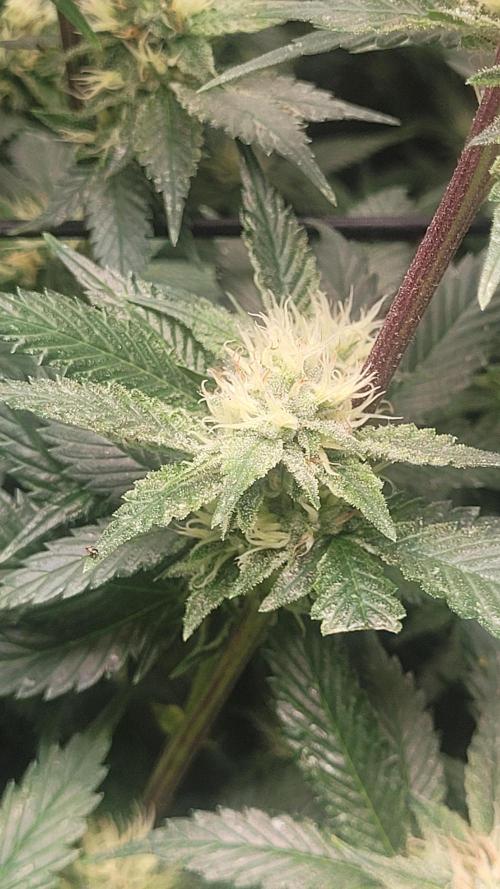 Zurple punch BX CaloZ cut. Week 8