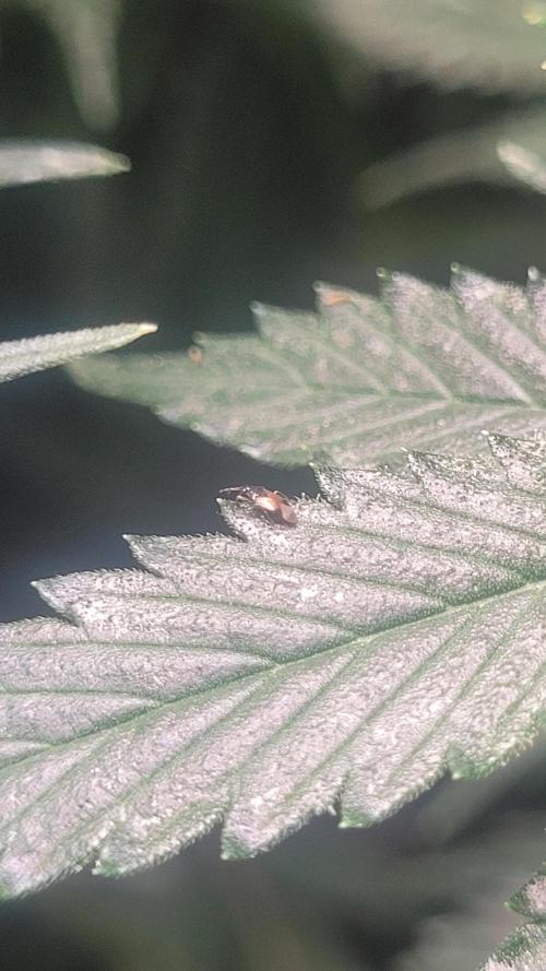 Zurple punch BX CaloZ cut. Week 8