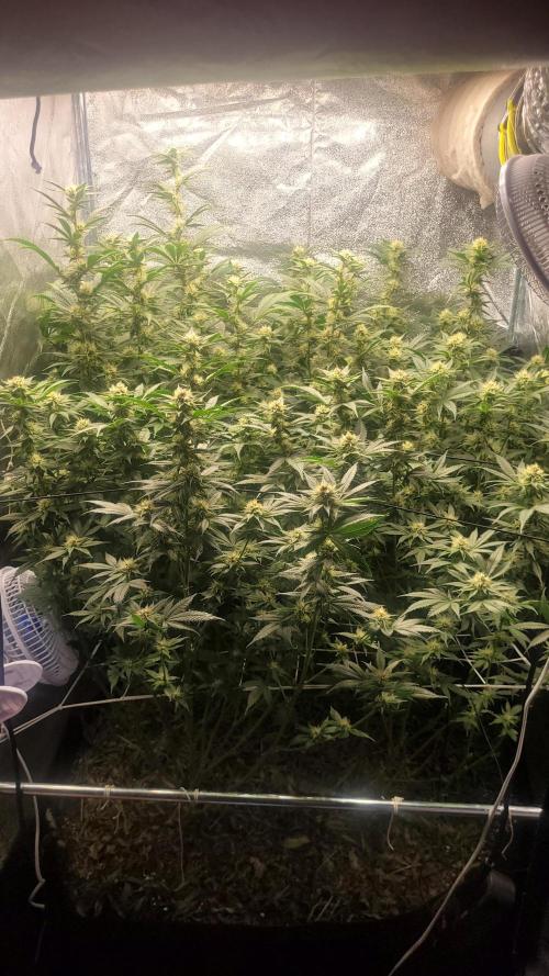 Zurple punch BX CaloZ cut. Week 8