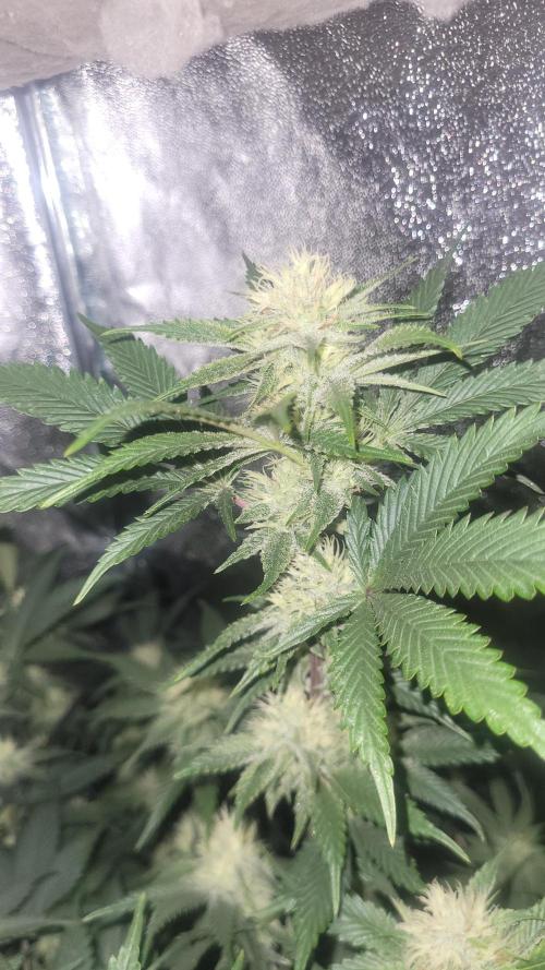 Zurple punch BX CaloZ cut. Week 8