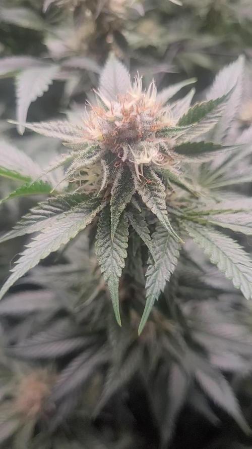 Zurple punch BX CaloZ cut