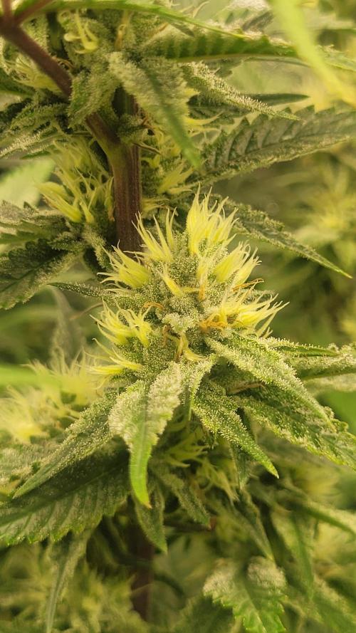 Zurple punch BX CaloZ cut. Week 9