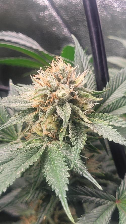 Zurple punch BX CaloZ cut. Week 9