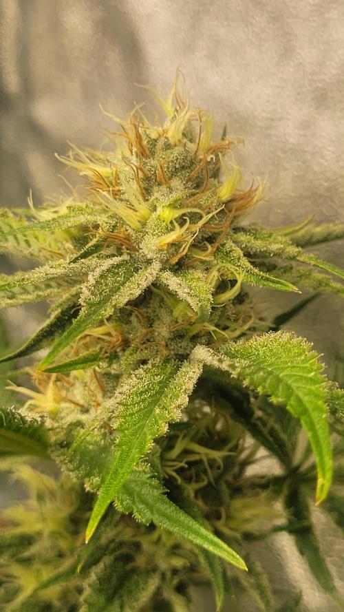 Zurple punch BX CaloZ cut. Week 9