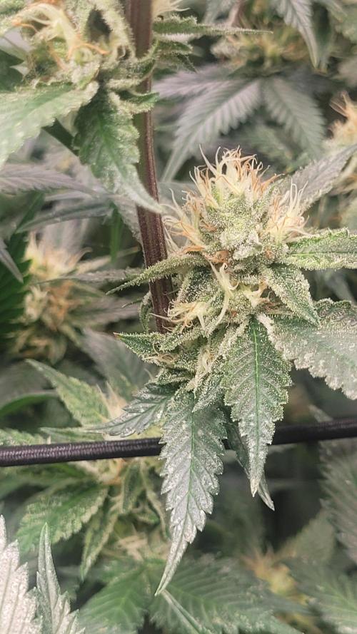 Zurple punch BX CaloZ cut. Week 9