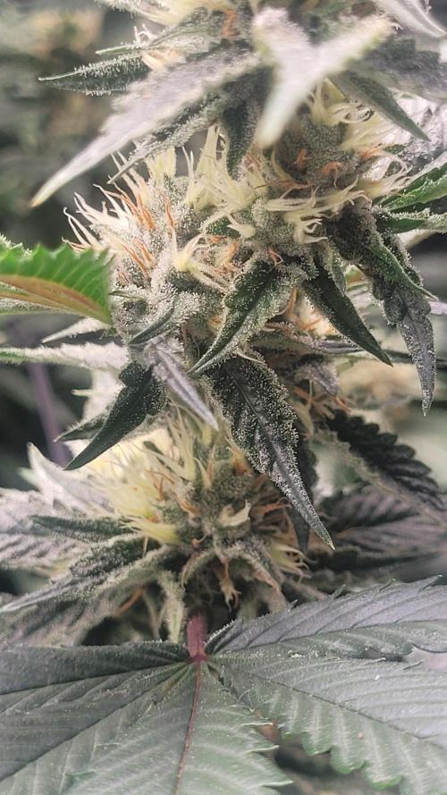 Zurple punch BX CaloZ cut. Week 9