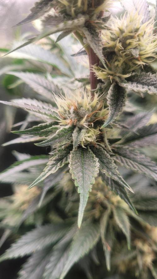 Zurple punch BX CaloZ cut. Week 9