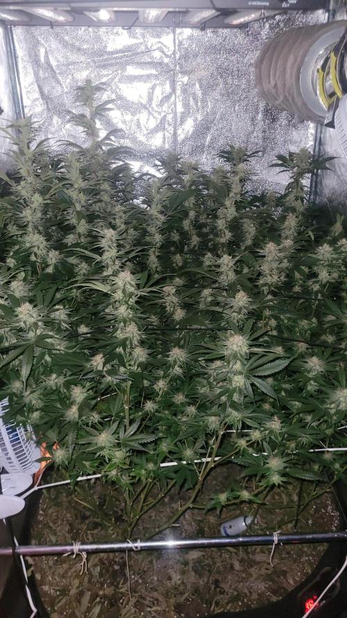 Zurple punch BX CaloZ cut. Week 9