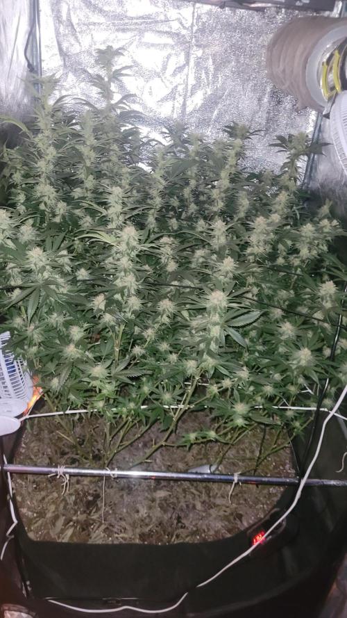 Zurple punch BX CaloZ cut. Week 9