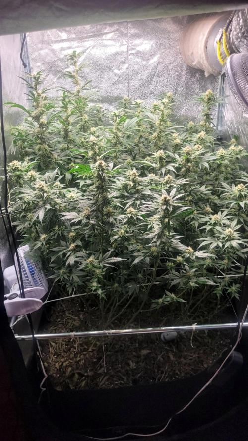 Zurple punch BX CaloZ cut. Week 9