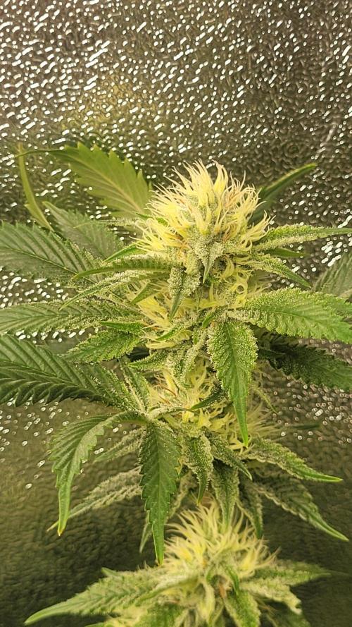 Zurple punch BX CaloZ cut. Week 9