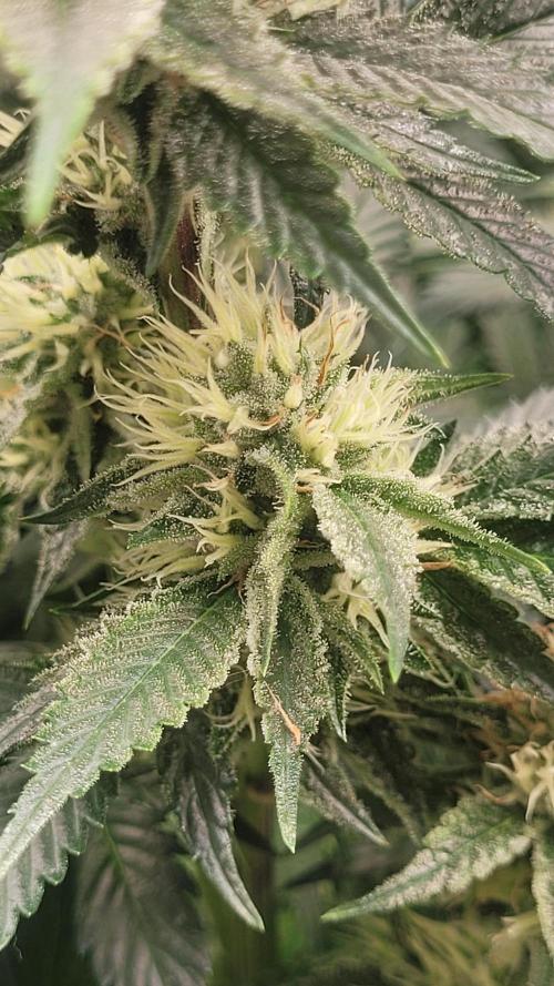 Zurple punch BX CaloZ cut. Week 9