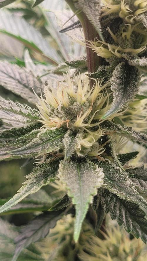 Zurple punch BX CaloZ cut. Week 9