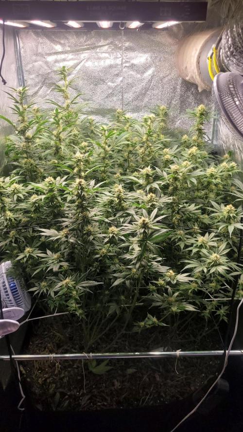 Zurple punch BX CaloZ cut. Week 9